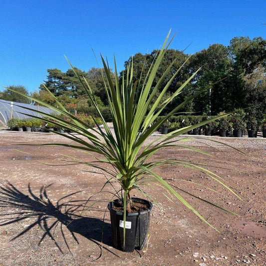 Cordyline Indivisa 120-130cm 18L - Buy Plants Online at Web Garden Centre