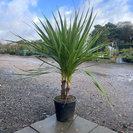 Cordyline Indivisa Multi-Trunk 120-130cm 18L - Buy Plants Online at Web Garden Centre