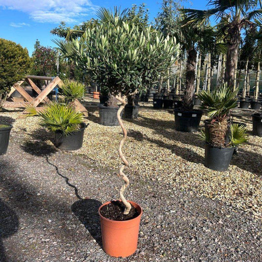 Corkscrew Olive Tree 120-140cm 12L - Buy Plants Online at Web Garden Centre