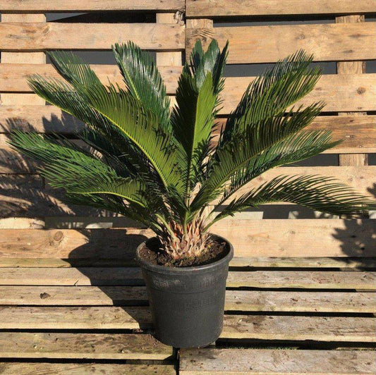 Cycad Revoluta - Buy Plants Online at Web Garden Centre