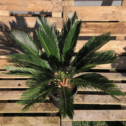 Cycad Revoluta - Buy Plants Online at Web Garden Centre