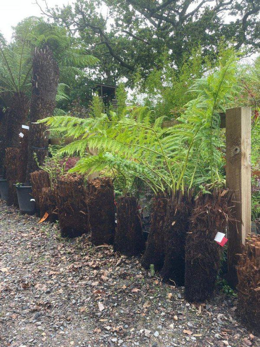 Dicksonia Antarctica Tree Fern 1ft - Buy Plants Online at Web Garden Centre