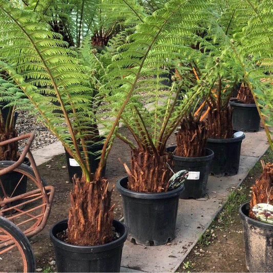 Dicksonia Antarctica Tree Fern 1ft - Buy Plants Online at Web Garden Centre