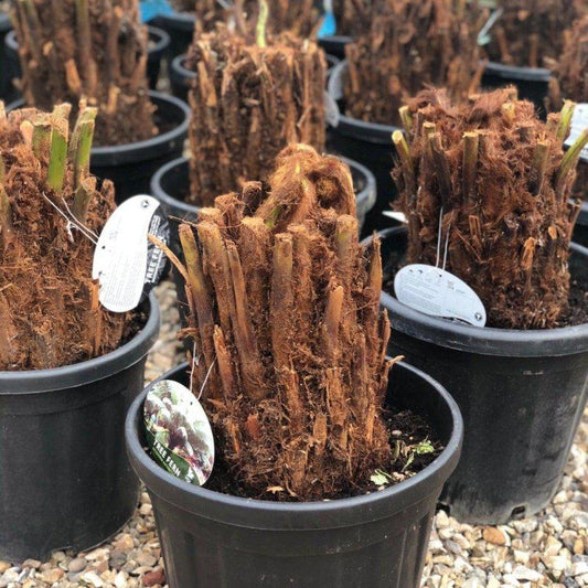 Dicksonia Antarctica Tree Fern 2ft - Buy Plants Online at Web Garden Centre