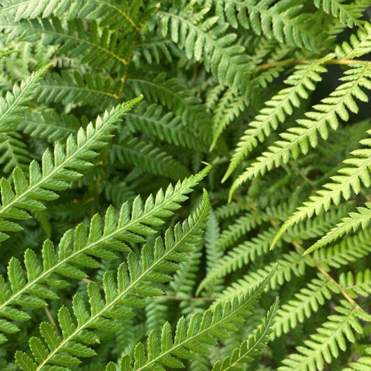 Dicksonia Antarctica Tree Fern 40-60cm 10L - Buy Plants Online at Web Garden Centre