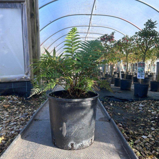 Dicksonia Antarctica Tree Fern 40-60cm 10L - Buy Plants Online at Web Garden Centre