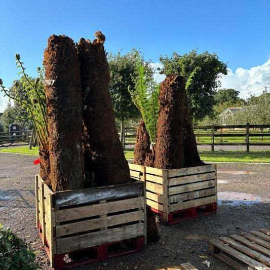 Dicksonia Antarctica Tree Fern 6ft - Buy Plants Online at Web Garden Centre
