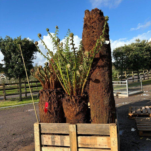Dicksonia Antarctica Tree Fern 6ft - Buy Plants Online at Web Garden Centre