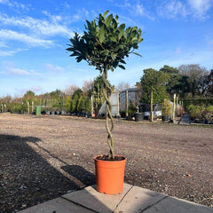 Double Corkscrew Bay Tree 140cm 10L - Buy Plants Online from  Web Garden Centre - Just £125! 