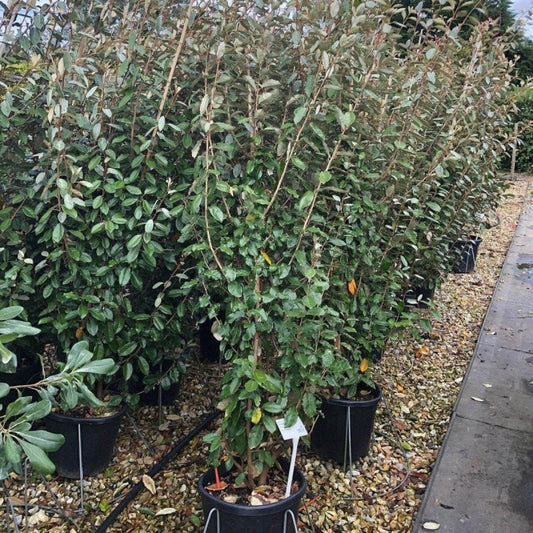 Elaeagnus Container Grown Hedging Plant - Buy Plants Online from  Web Garden Centre - Just £380! 