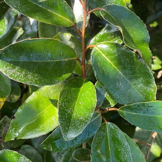 Elaeagnus Container Grown Hedging Plant - Buy Plants Online from  Web Garden Centre - Just £380! 