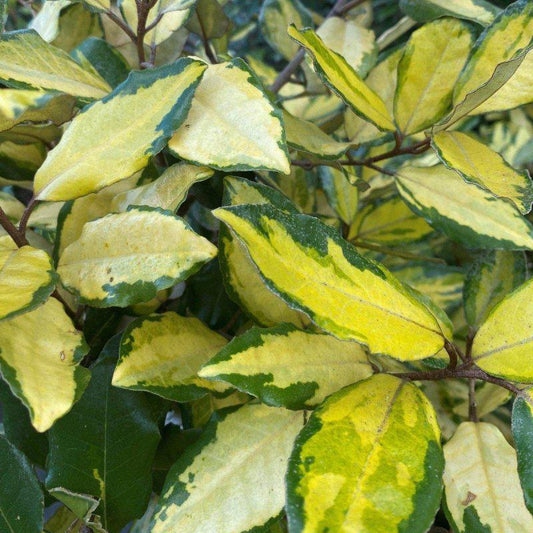 Elaeagnus x Ebbingei Gilt Edge Container Grown Hedging Plant - Buy Plants Online at Web Garden Centre