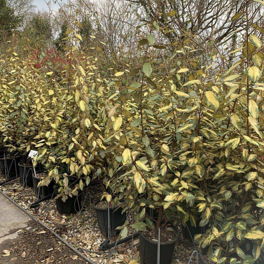 Elaeagnus x Ebbingei Gilt Edge Container Grown Hedging Plant - Buy Plants Online at Web Garden Centre