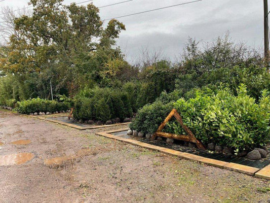 English Yew Root Ball Hedging - Buy Plants Online at Web Garden Centre