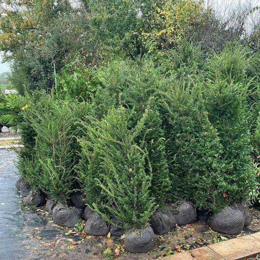 English Yew Root Ball Hedging - Buy Plants Online at Web Garden Centre