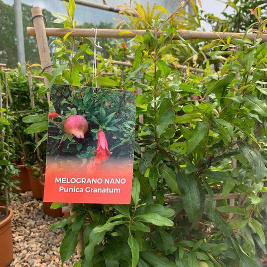Espalier Pomegranate 60-80cm 3L - Buy Plants Online at Web Garden Centre