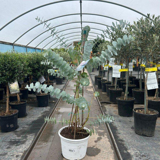 Eucalyptus Cinerea 'Silver Dollar' Pyramid - 80-100cm 3L - Buy Plants Online at Web Garden Centre