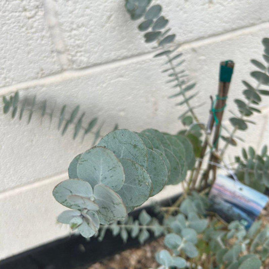 Eucalyptus Cinerea 'Silver Dollar' Pyramid - 80-100cm 3L - Buy Plants Online at Web Garden Centre