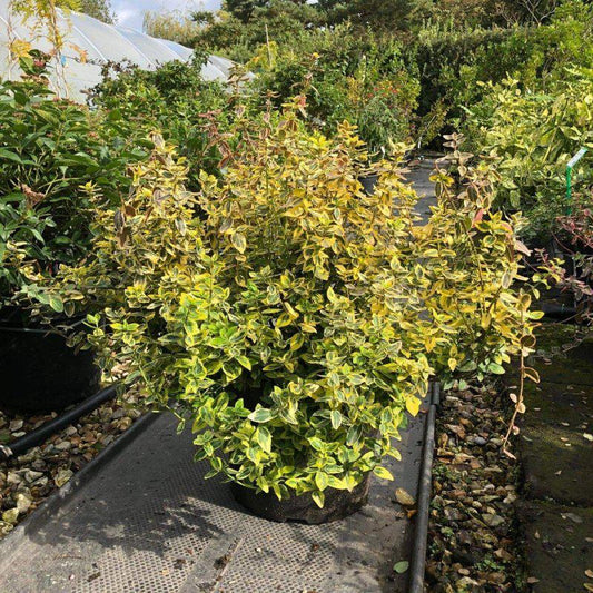 Euonymus Fort. 'Emerald Gold' 50-60cm 7.5L - Buy Plants Online at Web Garden Centre
