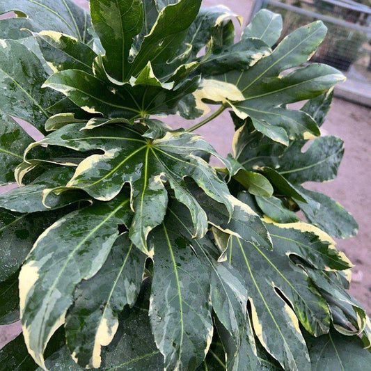 Fatsia japonica 'Variegata' 110-120cm 10L - Buy Plants Online at Web Garden Centre