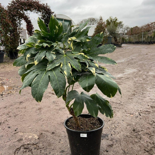Fatsia japonica 'Variegata' 110-120cm 10L - Buy Plants Online from  Web Garden Centre - Just £47.50! 