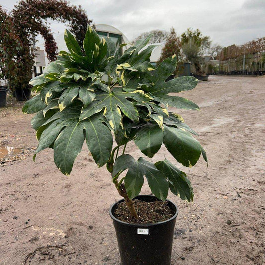 Fatsia japonica 'Variegata' 110-120cm 10L - Buy Plants Online at Web Garden Centre