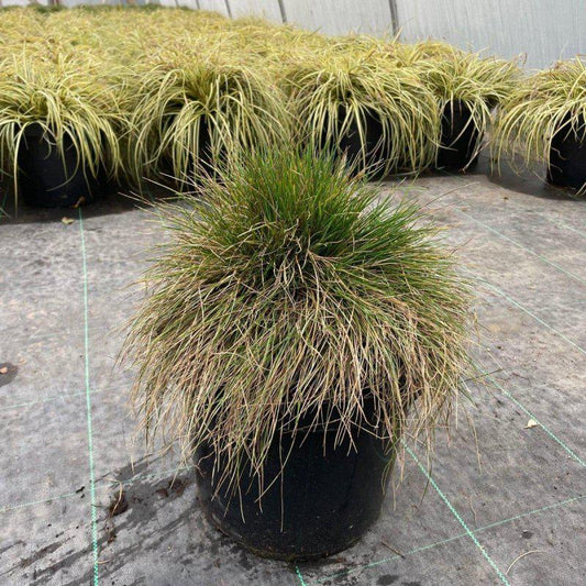 Festuca glauca 'Elijah Blue' 20-40cm 7.5L - Buy Plants Online at Web Garden Centre