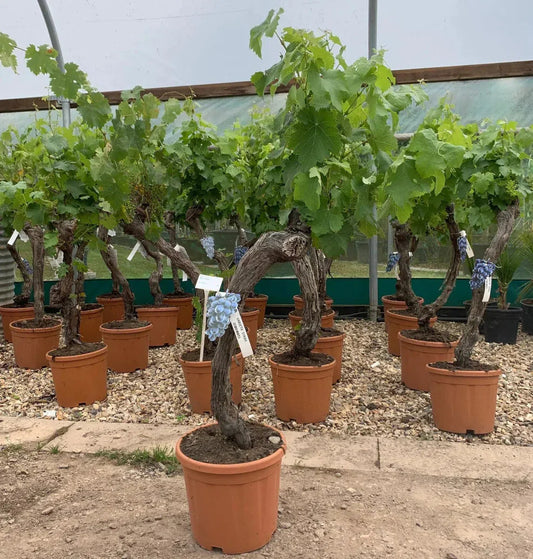 Gnarled Trunk Grapevine - Vitis vinifera 140-160cm 20L - Buy Plants Online at Web Garden Centre