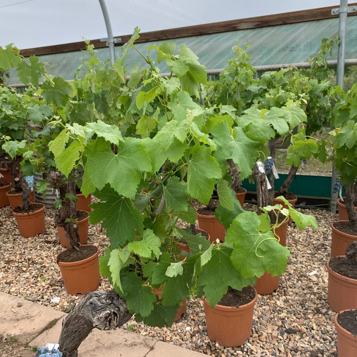Gnarled Trunk Grapevine - Vitis vinifera 140-160cm 30L - Buy Plants Online from  Web Garden Centre - Just £120! 