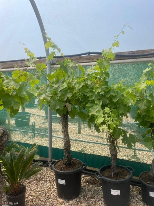 Gnarled Trunk Grapevine - Vitis vinifera 140-160cm 50L - Buy Plants Online from  Web Garden Centre - Just £220! 