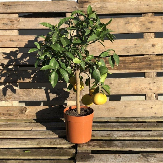 Grapefruit Citrus Tree 60-80cm 5L - Buy Plants Online from  Web Garden Centre - Just £45! 