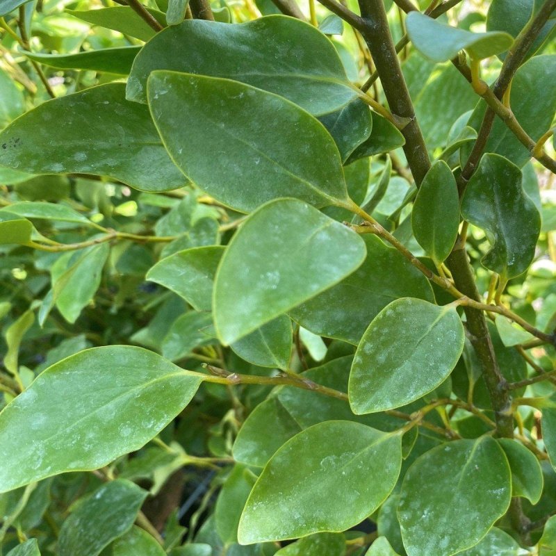 Griselinia Container Grown Hedging Plant - Buy Plants Online from  Web Garden Centre - Just £27.49! 