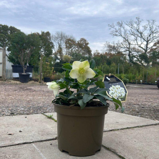 Hellebore HGC Ice Breaker Max 10L - Buy Plants Online at Web Garden Centre
