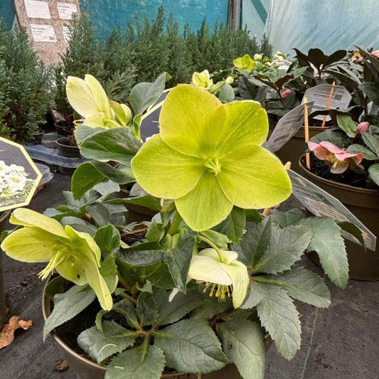 Hellebore HGC Ice Breaker Max 10L - Buy Plants Online at Web Garden Centre