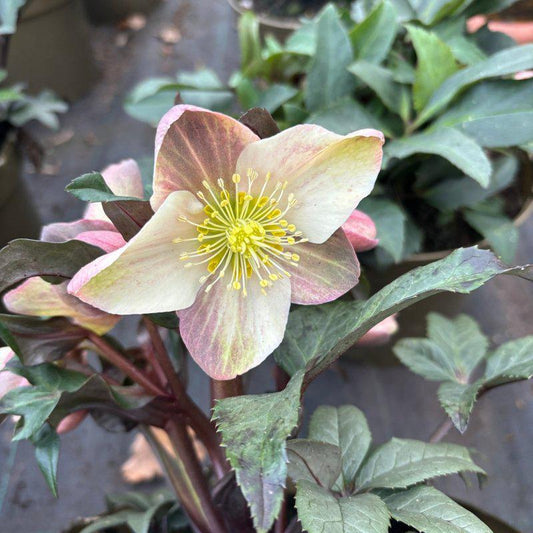 Hellebore 'Merlin' 5L - Buy Plants Online at Web Garden Centre