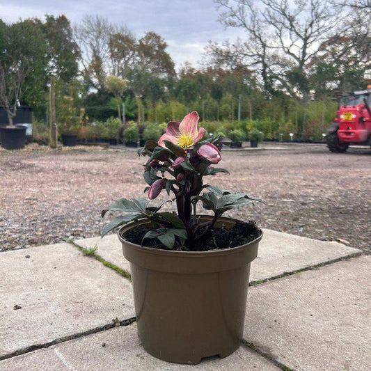 Hellebore 'Merlin' 5L - Buy Plants Online at Web Garden Centre