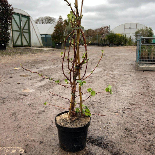 Hydrangea Anomala Petiolaris - Buy Plants Online at Web Garden Centre