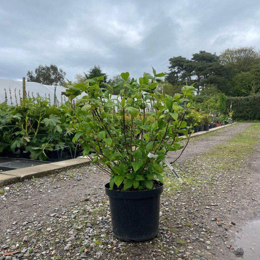 Hydrangea Mac. 'Bouquet Rose' 80-100cm 7.5L - Buy Plants Online at Web Garden Centre