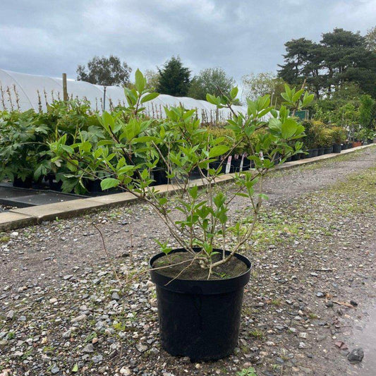 Hydrangea pan. 'Grandiflora' 50-80cm 7.5L - Buy Plants Online at Web Garden Centre
