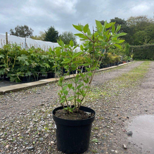 Hydrangea pan. 'Limelight' 80-100cm 7.5L - Buy Plants Online at Web Garden Centre