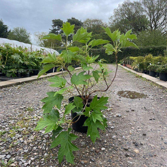 Hydrangea Quercifolia 60-80cm 7.5L - Buy Plants Online at Web Garden Centre
