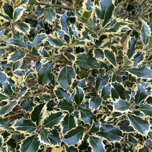 Ilex Aquifolium Aureomarginata Cone 150-170cm 65L - Buy Plants Online at Web Garden Centre