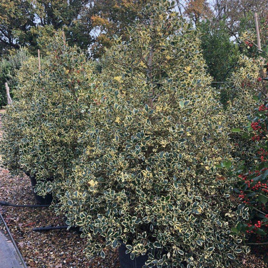 Ilex Aquifolium Aureomarginata Cone 150-170cm 65L - Buy Plants Online at Web Garden Centre
