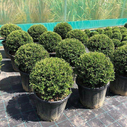 Ilex Crenata Topiary Ball - Buy Plants Online from  Web Garden Centre - Just £30! 