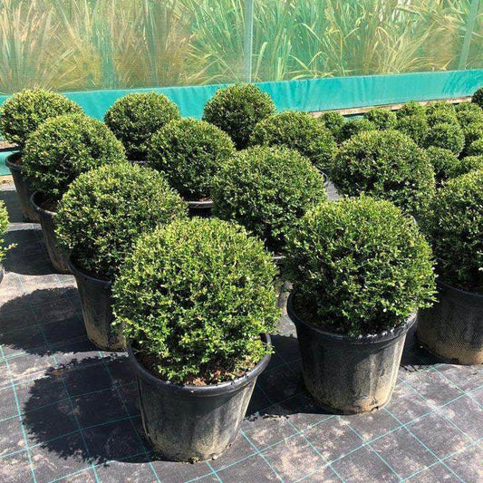 Ilex Crenata Topiary Ball - Buy Plants Online at Web Garden Centre