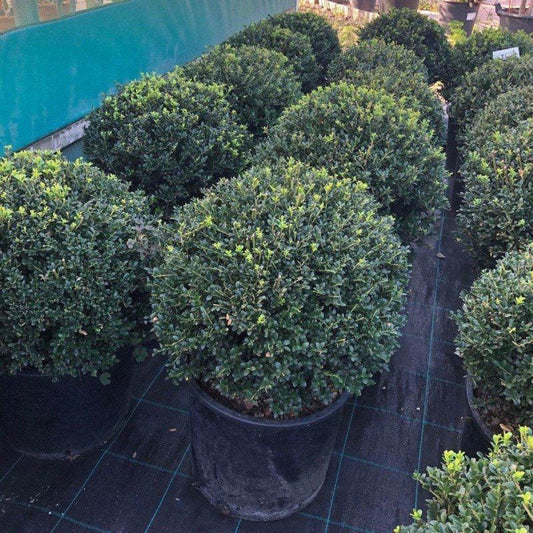 Ilex Crenata Topiary Ball - Buy Plants Online at Web Garden Centre