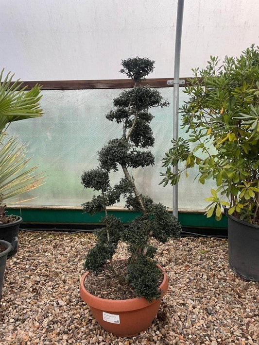Ilex crenata 'Kimne' Cloud Tree 120-150cm 35L - Buy Plants Online from  Web Garden Centre - Just £495! 