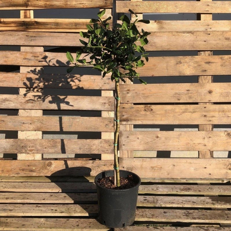 Ilex aquifolium Holly Mini Standard 60-80cm 5L - Buy Plants Online from  Web Garden Centre - Just £40! 