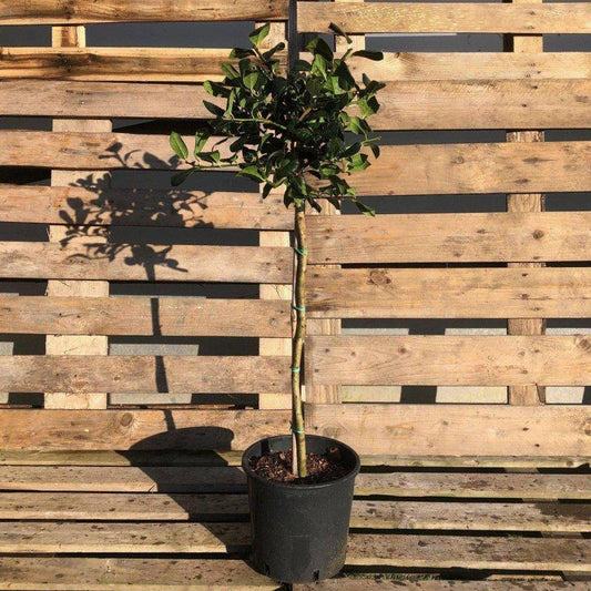 Ilex aquifolium Holly Mini Standard 60-80cm 5L - Buy Plants Online at Web Garden Centre