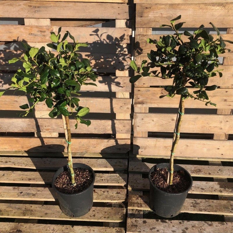 Ilex aquifolium Holly Mini Standard 60-80cm 5L - Buy Plants Online from  Web Garden Centre - Just £40! 